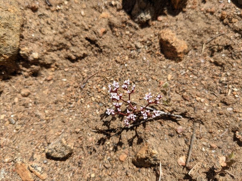 Chorizanthe leptotheca, photographed by sdash