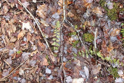 Dryopteris cristata, photographed by Steven Lamonde