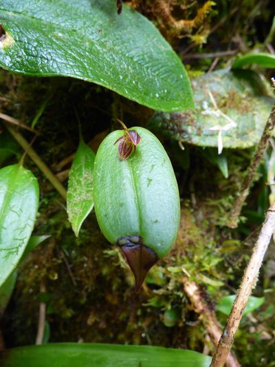 Pleurothallis matudana, photographed by Daniel van der Post