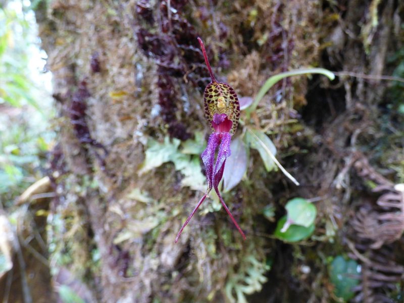 Masdevallia heteroptera, photographed by Daniel van der Post