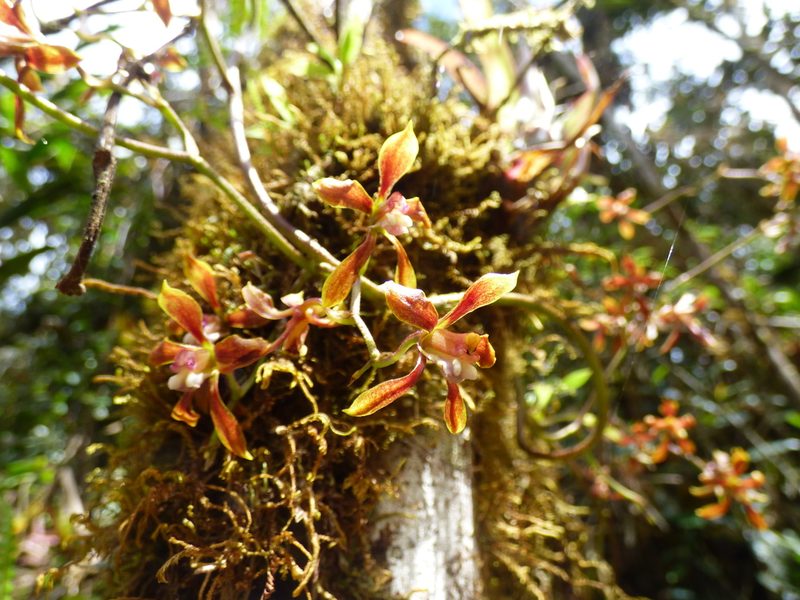 Cyrtochilum funis, photographed by Daniel van der Post