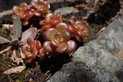 Sedum oreganum, photographed by Shane Johnson
