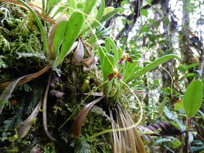 Masdevallia picturata, photographed by Daniel van der Post