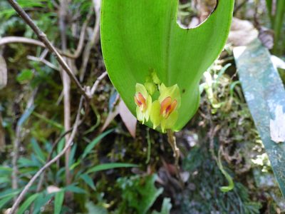 Lepanthes gargantua, photographed by Daniel van der Post