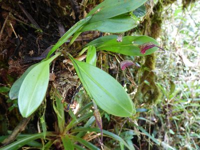 Masdevallia heteroptera, photographed by Daniel van der Post