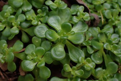 Sedum oreganum, photographed by Shane Johnson