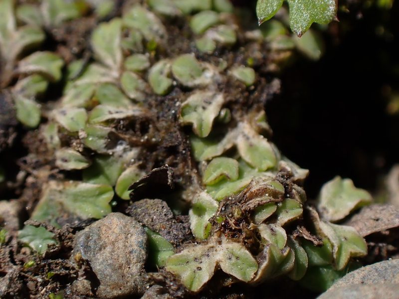 Riccia sorocarpa, photographed by Randal