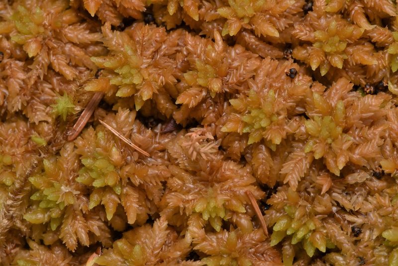 Sphagnum papillosum, photographed by Braden J. Judson