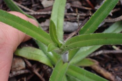 Anisocarpus madioides, photographed by Shane Johnson