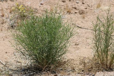 Ambrosia salsola
