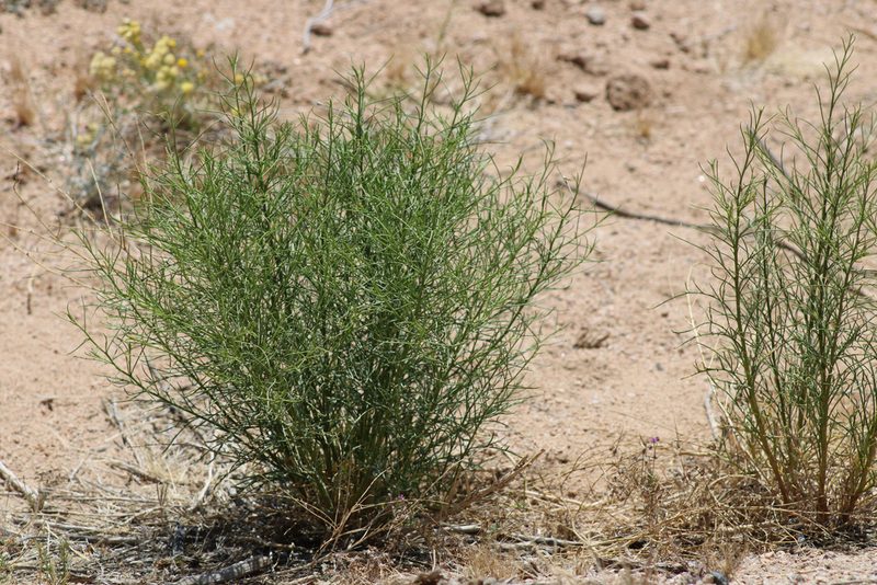 Ambrosia salsola, photographed by Wendy St. John
