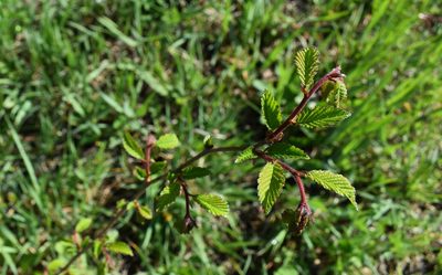 Ulmus davidiana, photographed by Repina Tatyana