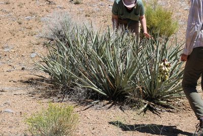 Yucca baccata, photographed by Wendy St. John