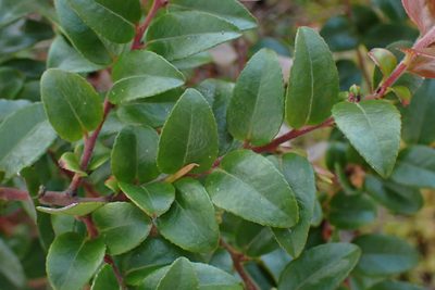 Vaccinium ovatum, photographed by Shane Johnson