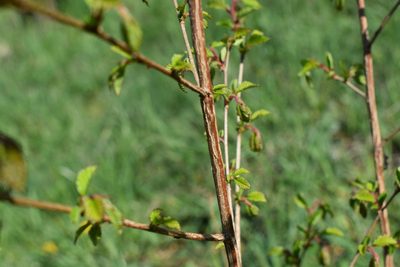 Ulmus davidiana, photographed by Repina Tatyana