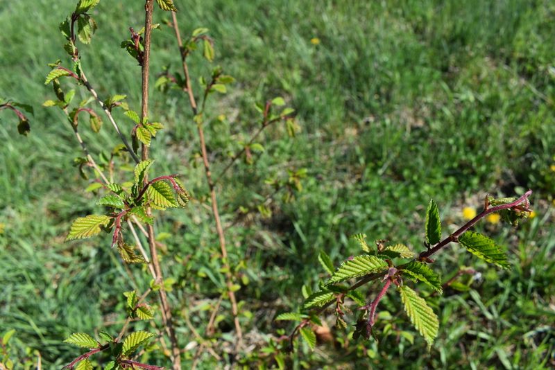 Ulmus davidiana, photographed by Repina Tatyana