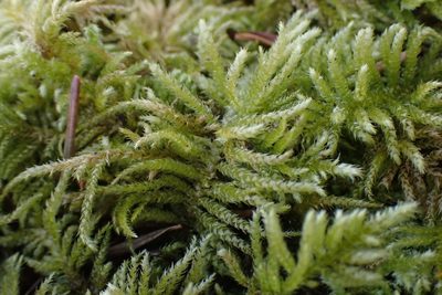 Kindbergia oregana, photographed by Shane Johnson