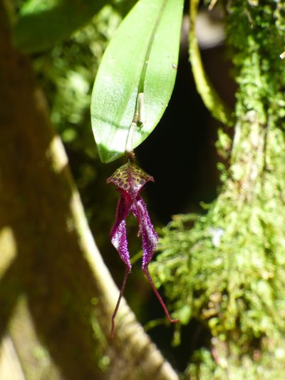 Masdevallia heteroptera, photographed by Daniel van der Post