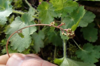 Heuchera micrantha, photographed by Shane Johnson