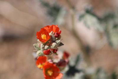 Sphaeralcea ambigua, photographed by Wendy St. John
