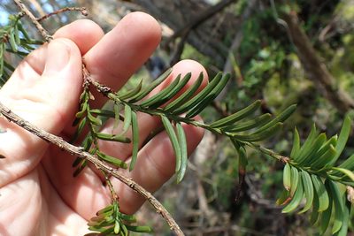 Taxus brevifolia, photographed by Shane Johnson
