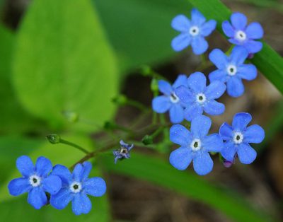 Brunnera macrophylla, photographed by Patrick Hacker