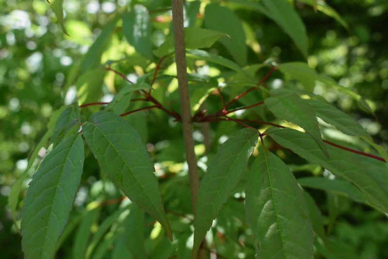 Acer mandshuricum, photographed by Repina Tatyana