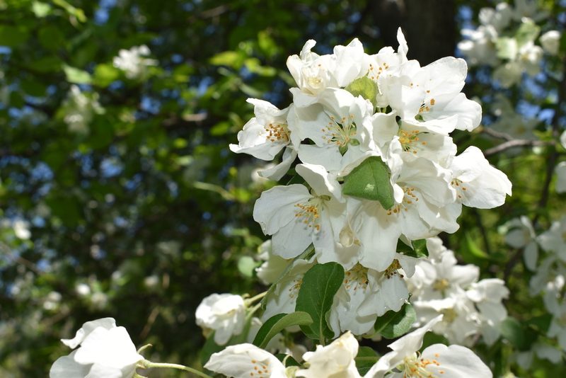Malus mandshurica, photographed by Repina Tatyana