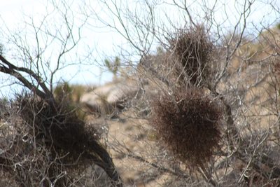 Phoradendron californicum, photographed by Wendy St. John