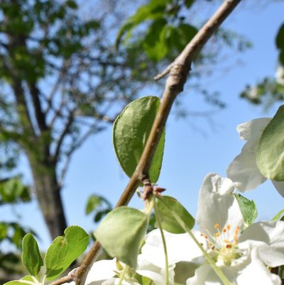Malus mandshurica, photographed by Repina Tatyana