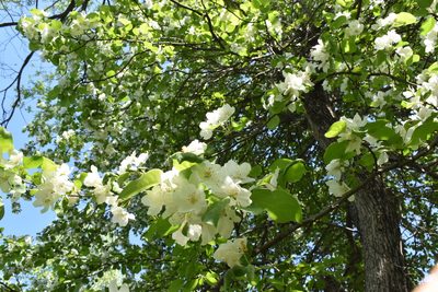 Malus mandshurica, photographed by Repina Tatyana