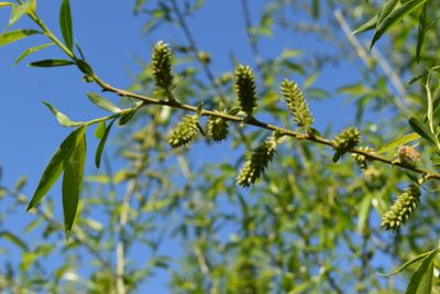 Salix pierotii, photographed by Repina Tatyana
