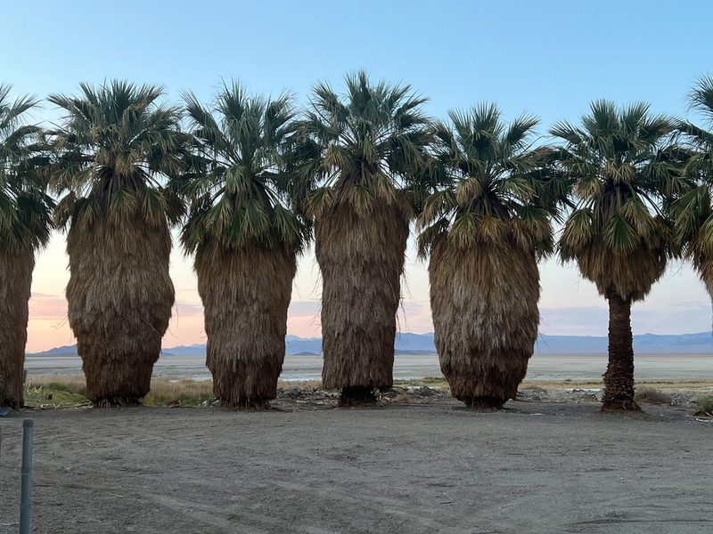 Washingtonia filifera, photographed by Wendy St. John
