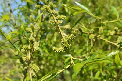Salix pierotii, photographed by Repina Tatyana
