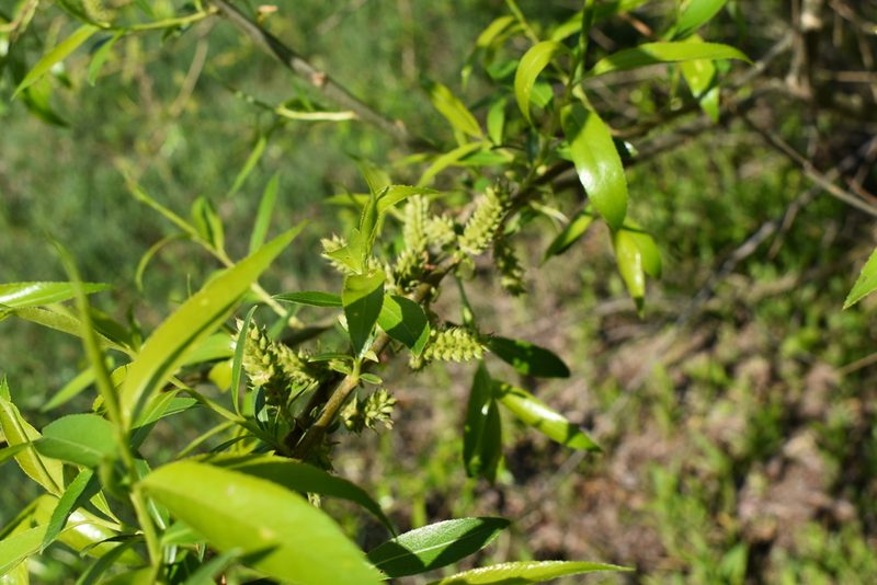 Salix pierotii, photographed by Repina Tatyana