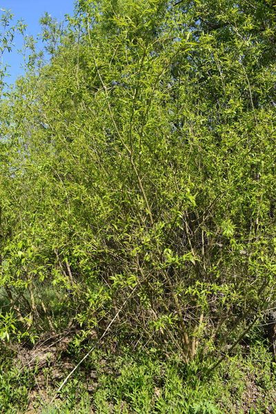 Salix pierotii, photographed by Repina Tatyana