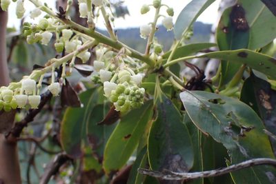 Arbutus menziesii, photographed by Shane Johnson
