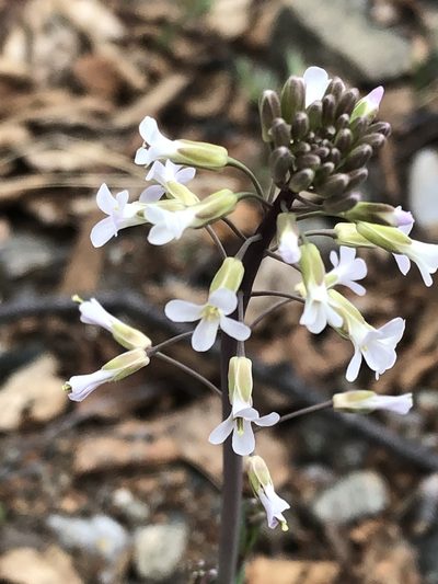 Boechera grahamii, photographed by Marilyne Busque-Dubois