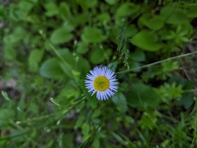 Erigeron pulchellus, photographed by Cory