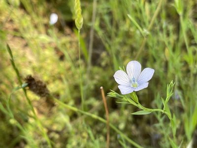 Linum bienne, photographed by rappman