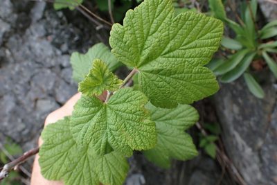 Ribes sanguineum, photographed by Shane Johnson