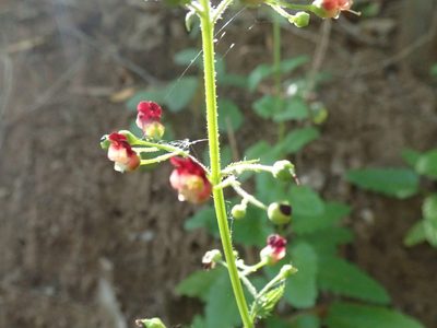 Scrophularia californica, photographed by joergmlpts