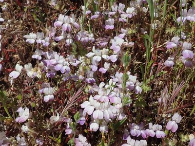 Collinsia heterophylla, photographed by joergmlpts
