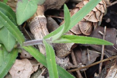Anisocarpus madioides, photographed by Shane Johnson
