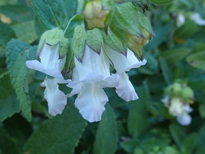 Lepechinia calycina, photographed by joergmlpts