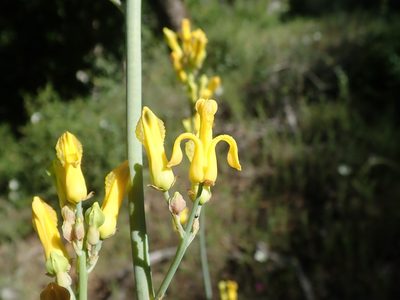 Ehrendorferia chrysantha, photographed by joergmlpts
