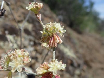 Eriogonum saxatile