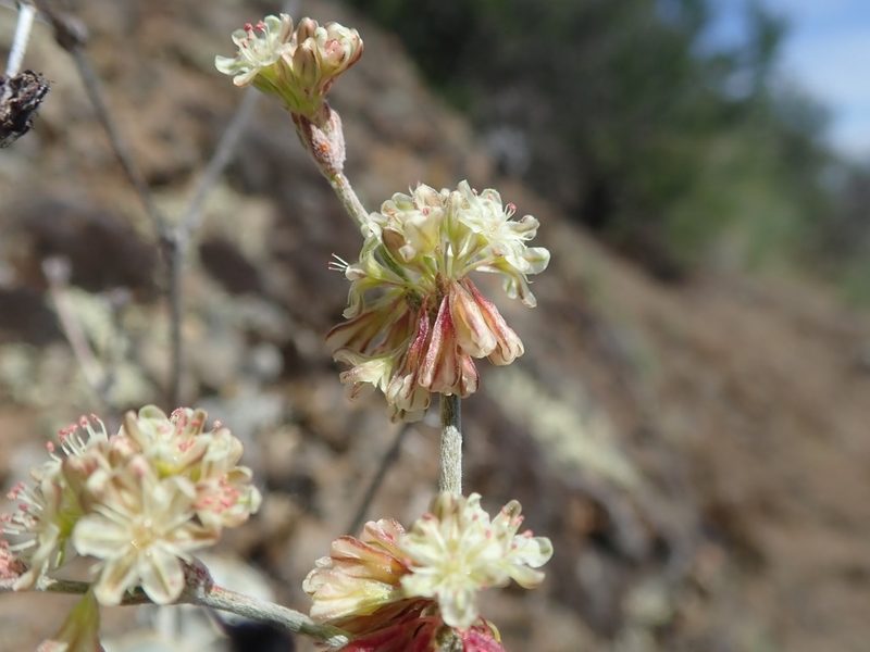 Eriogonum saxatile, photographed by joergmlpts