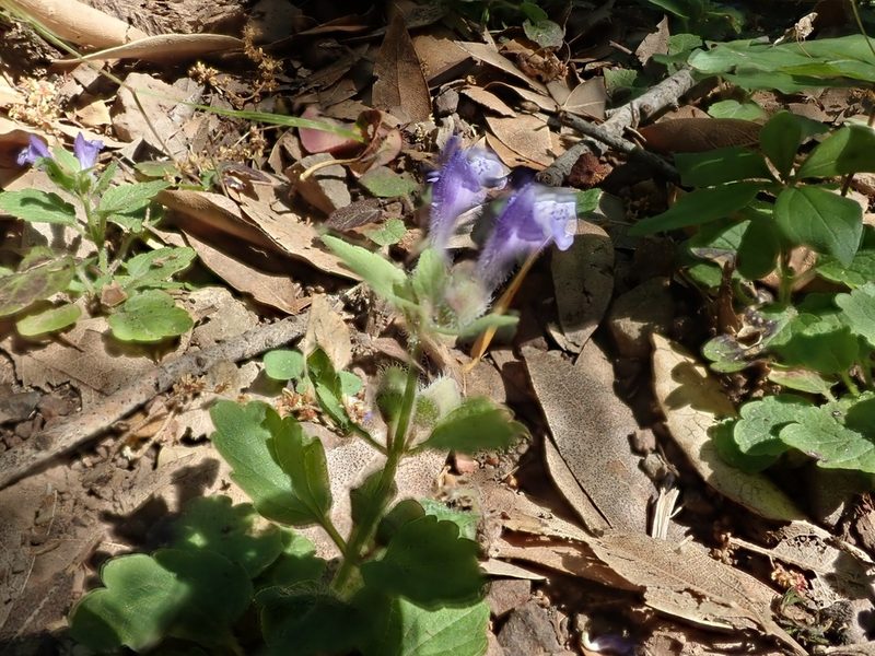 Scutellaria tuberosa, photographed by joergmlpts