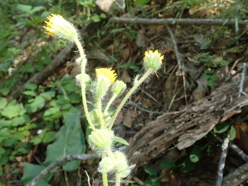 Arnica discoidea, photographed by joergmlpts